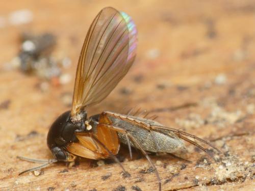 Epicypta aterrima